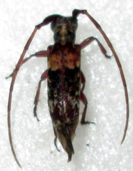 Eunidia subtergrisea