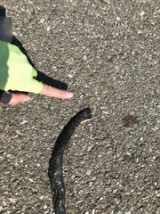 Hierophis viridiflavus