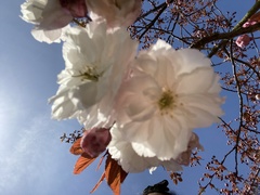 Prunus