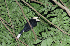 Anthracoceros malayanus