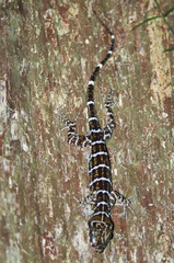 Cyrtodactylus consobrinus
