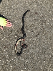 Hierophis viridiflavus