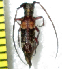 Eunidia subtergrisea