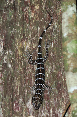 Cyrtodactylus consobrinus