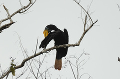 Rhabdotorrhinus corrugatus