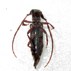 Eunidia subtergrisea