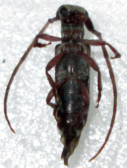 Eunidia subtergrisea