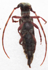 Eunidia subtergrisea