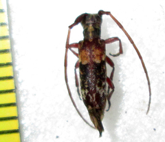 Eunidia subtergrisea