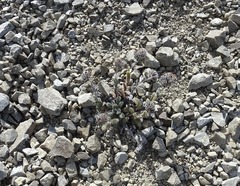 Myosotis traversii traversii