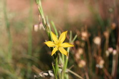 Irideae