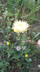 Urospermum dalechampii