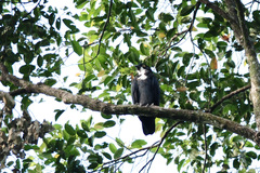 Macheiramphus alcinus