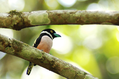 Eurylaimus ochromalus