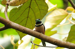 Eurylaimus ochromalus