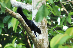 Callosciurus prevostii pluto