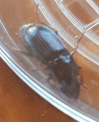 Carabidae