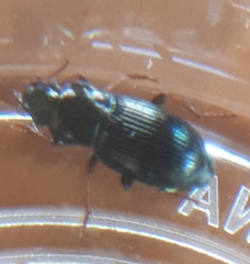 Carabidae