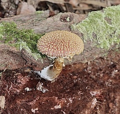 Boletellus ananas