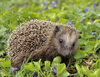 Common Hedgehog - Photo (c) Michael Gäbler, some rights reserved (CC BY-SA)
