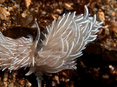 Favorinus blianus