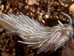 Favorinus blianus