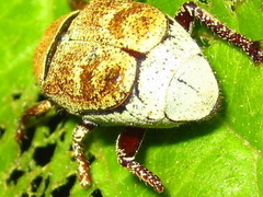 Ectinohoplia rufipes