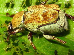 Ectinohoplia rufipes