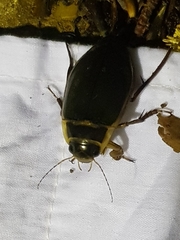 Dytiscus marginalis