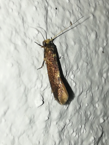 Detritus Moth