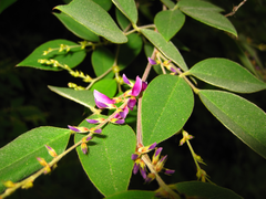 Lespedeza maximowiczii