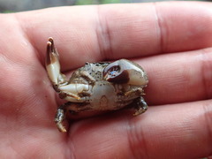 Leptodius sanguineus