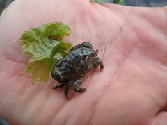 Leptodius sanguineus