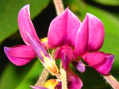 Lespedeza maximowiczii