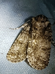 Acronicta rumicis