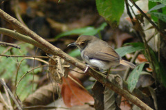 Pellorneum rostratum