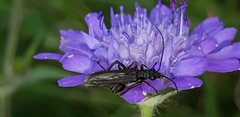 Oedemera atrata