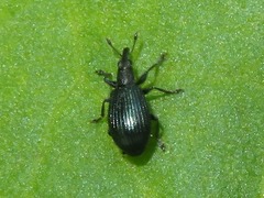 Perapion violaceum