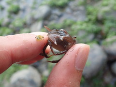 Gaetice depressus