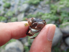 Gaetice depressus