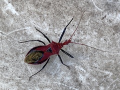 Gminatus wallengreni