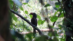 Penelopides manillae