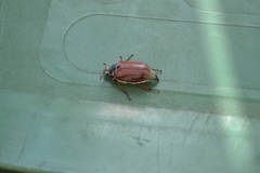 Melolontha melolontha