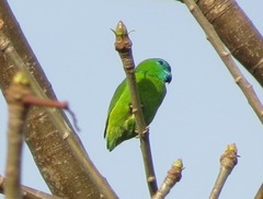 Bolbopsittacus lunulatus