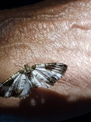 Melanthia procellata