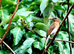 Hypsipetes philippinus