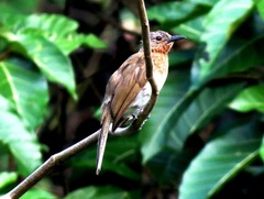 Hypsipetes philippinus