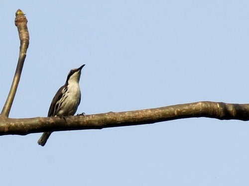 Rhabdornis mystacalis