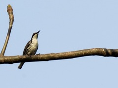 Stripe-Headed Rhabdornis photo 5
