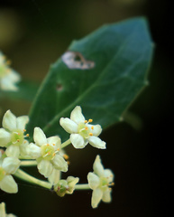 Maytenus procumbens
